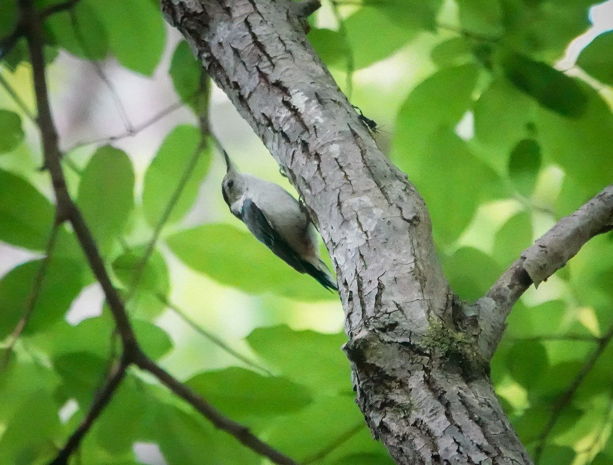 White-breasted Nuthatch - ML580716711