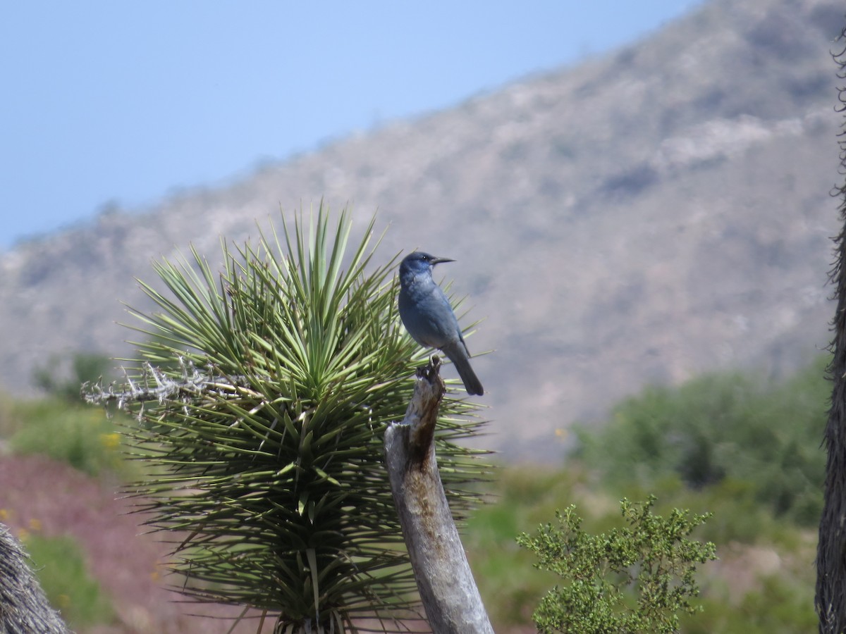 Pinyon Jay - ML580718061