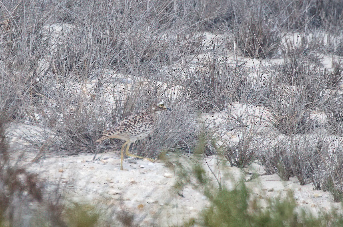 Spotted Thick-knee - ML580718101