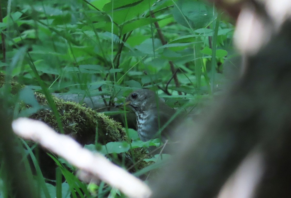 Gray-cheeked Thrush - ML580719011