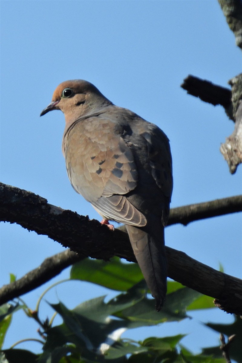 Mourning Dove - ML580720061