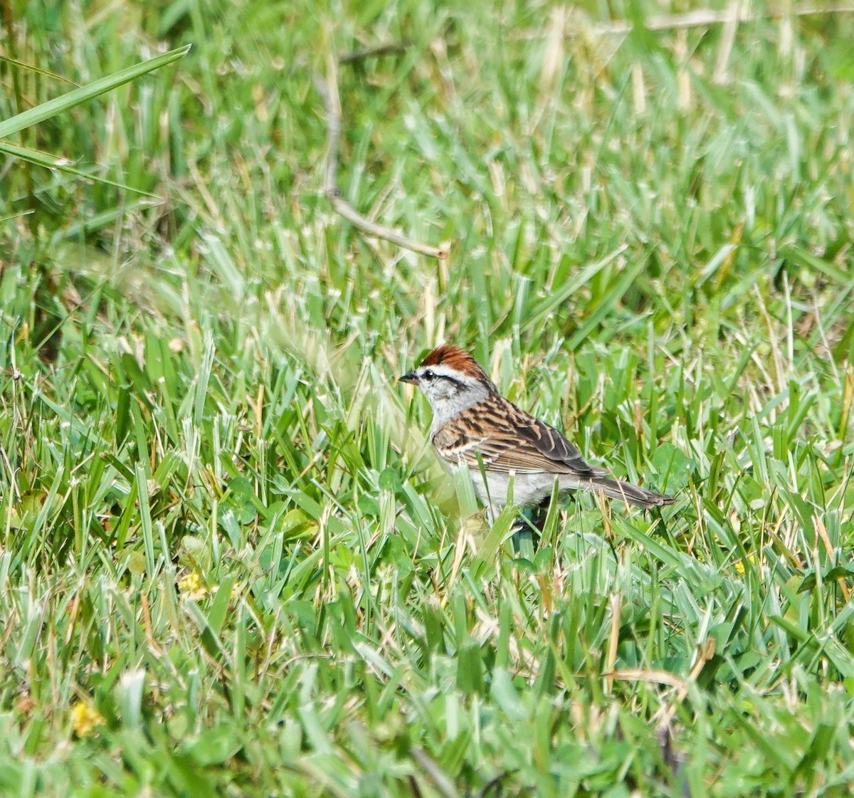 Chipping Sparrow - ML580720311