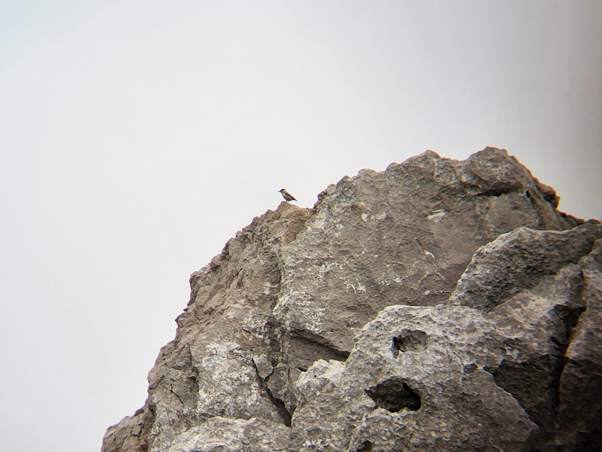 Western Rock Nuthatch - Uriel Zohar