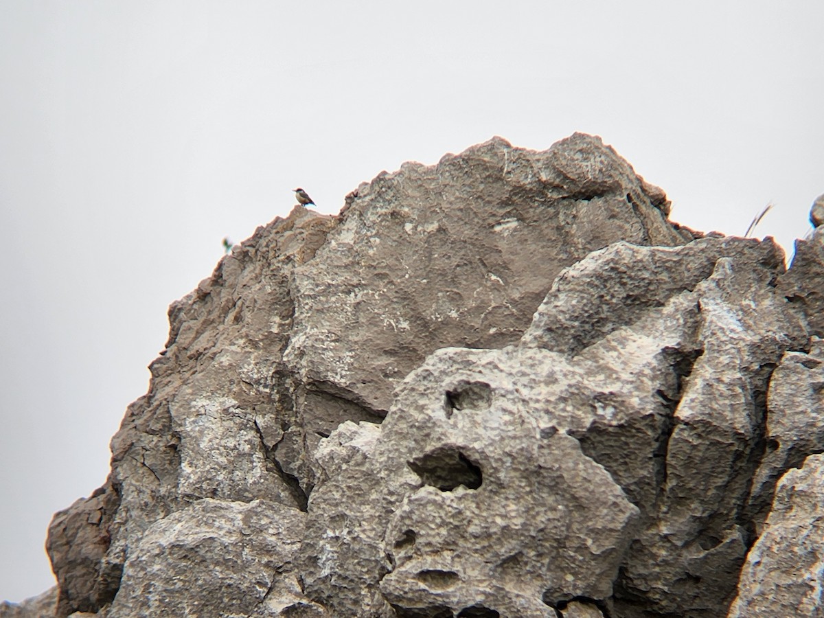 Western Rock Nuthatch - Uriel Zohar