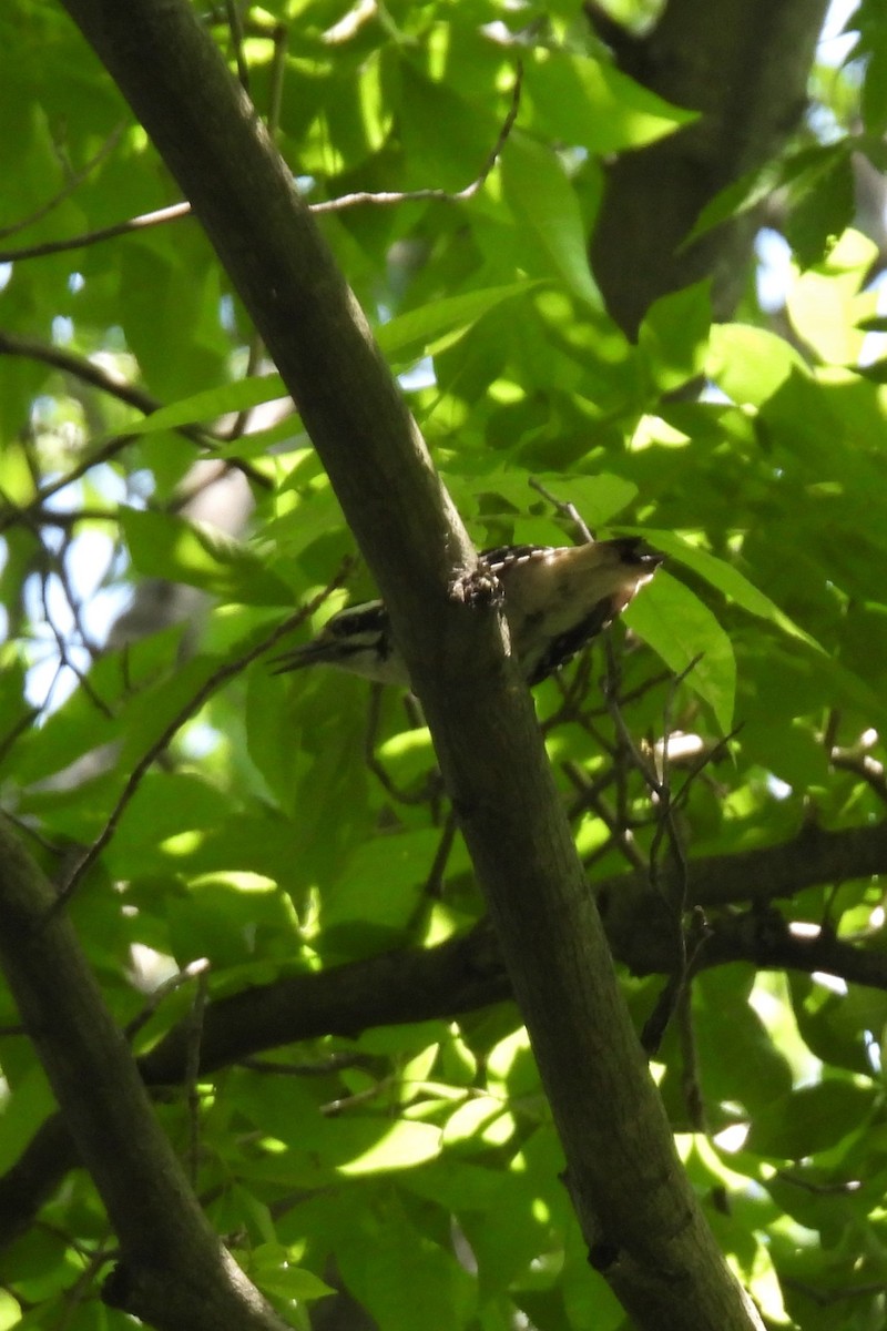 Hairy Woodpecker - ML580721111