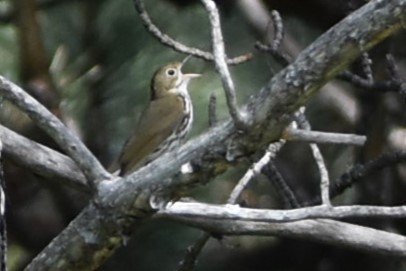 Ovenbird - ML580721341