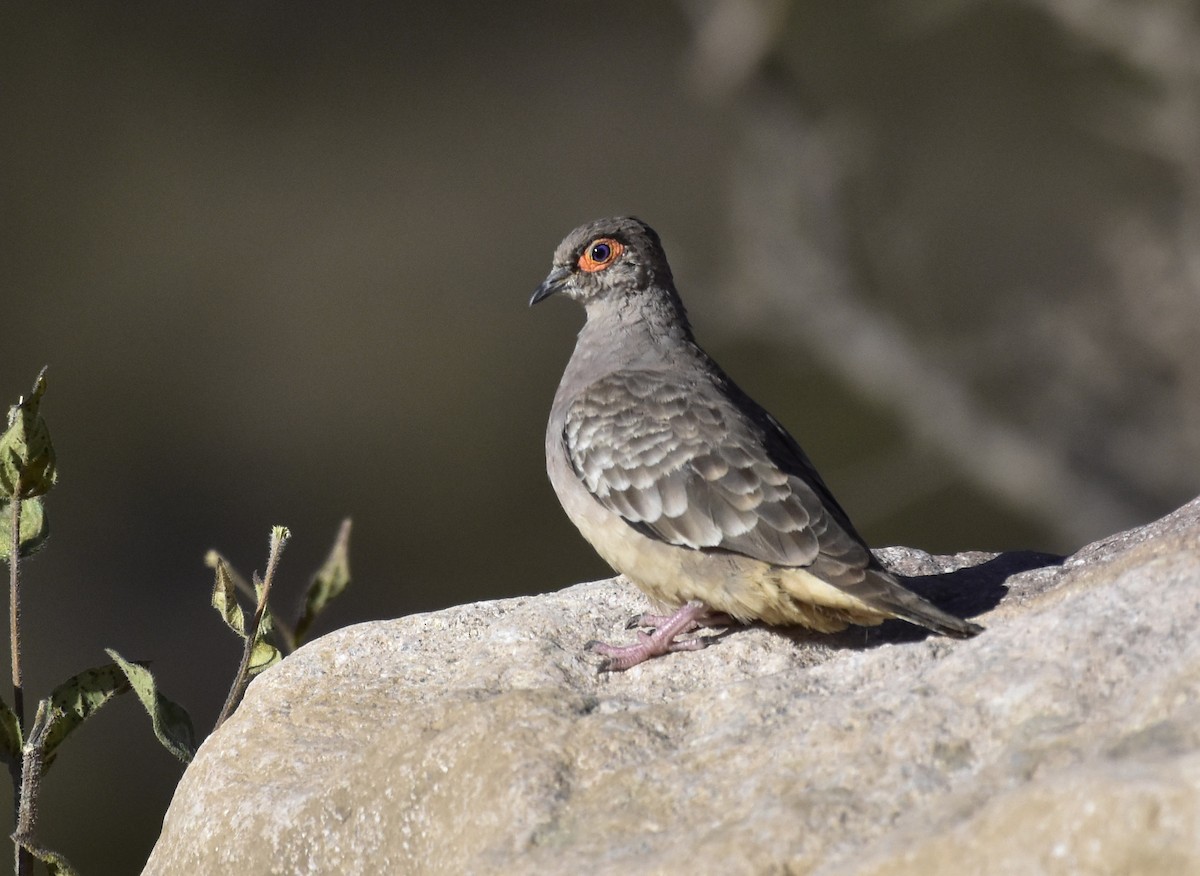 Bare-faced Ground Dove - VERONICA ARAYA GARCIA