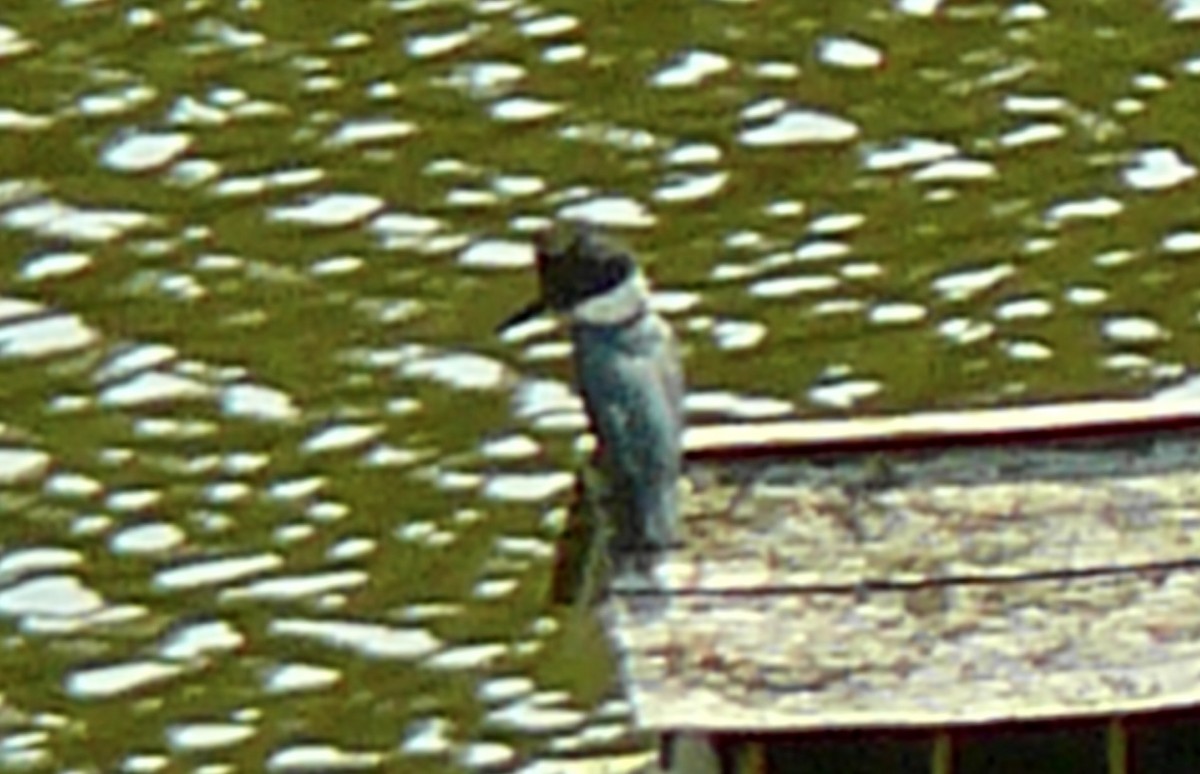 Belted Kingfisher - ML580724001