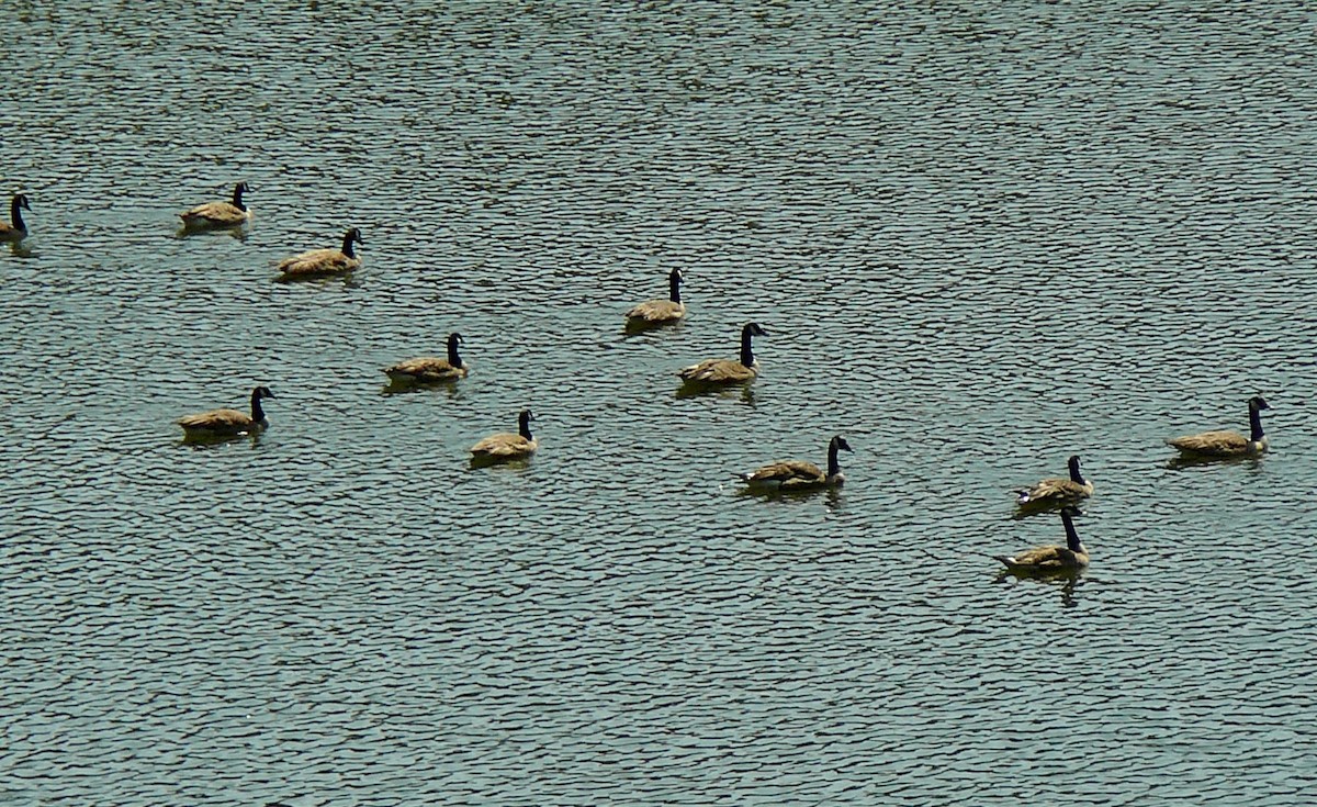 Canada Goose - ML580724291