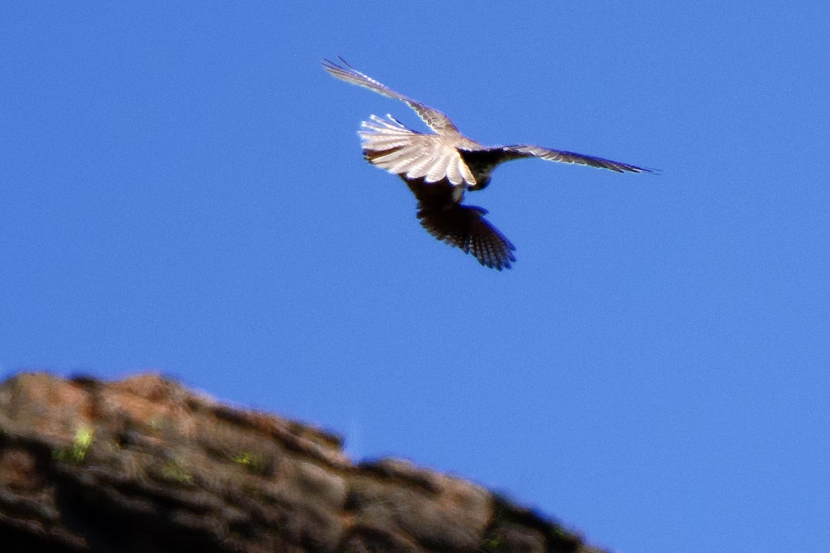 American Kestrel - ML580724301