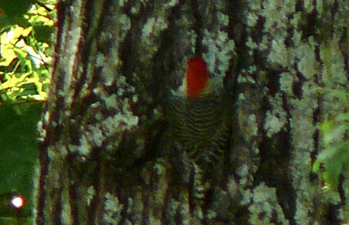 Red-bellied Woodpecker - Renee  Sawyer