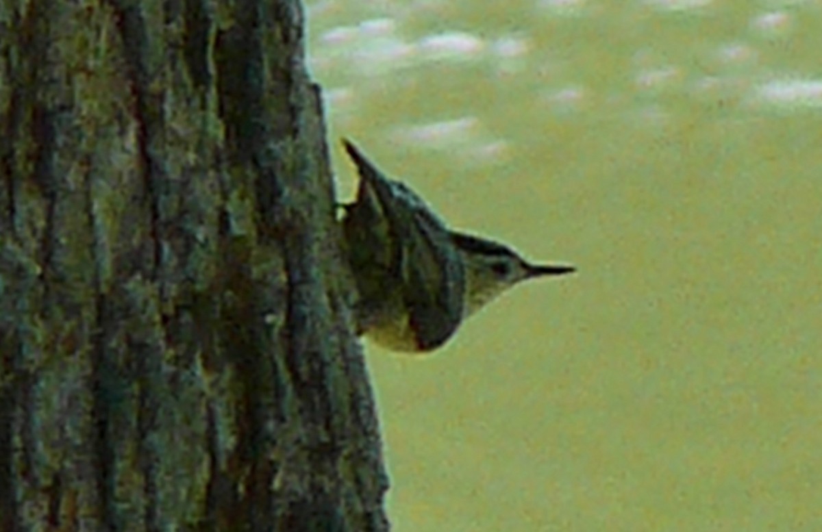 White-breasted Nuthatch - ML580724571