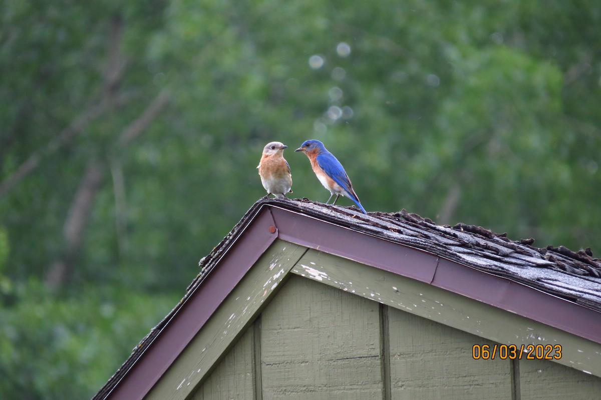 Eastern Bluebird - ML580724611