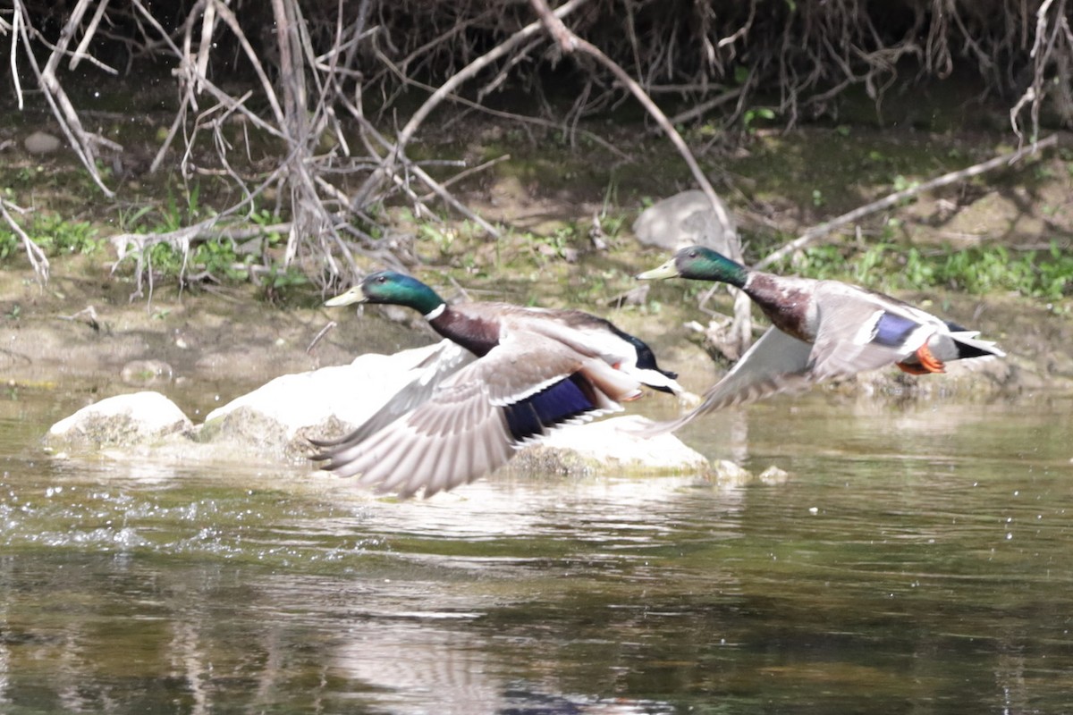 Mallard - Steve McNamara