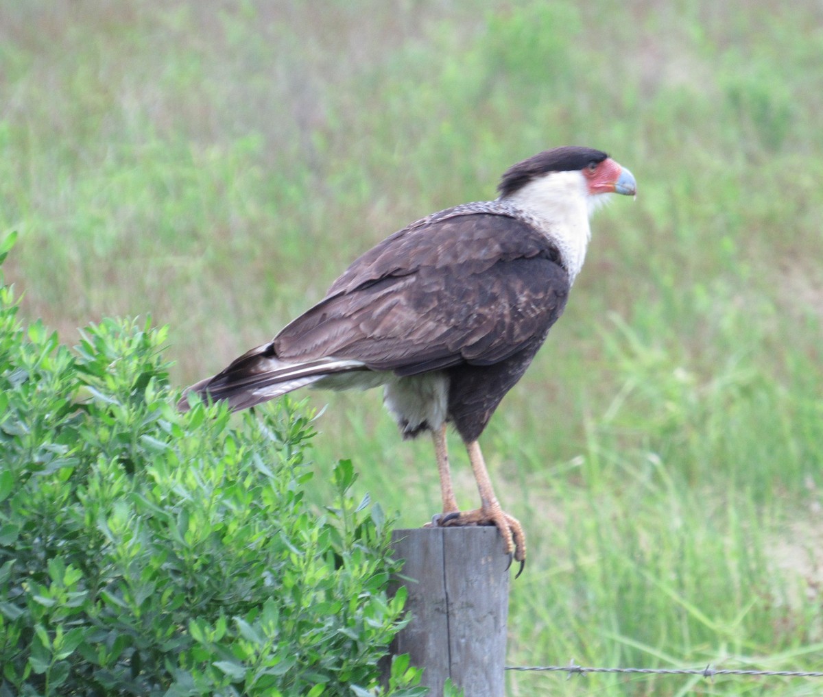 Crested Caracara - Julie  Michael