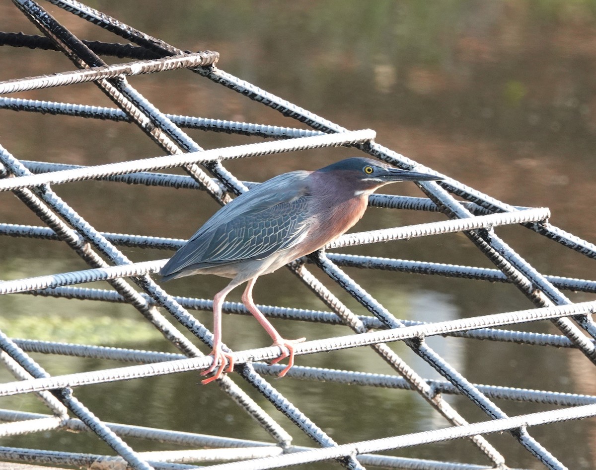 Green Heron - ML580727381