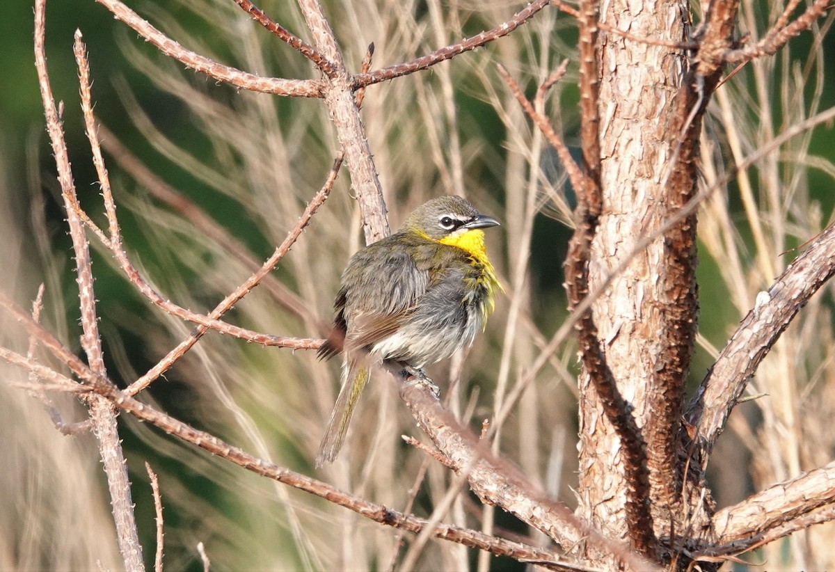 Yellow-breasted Chat - ML580727511