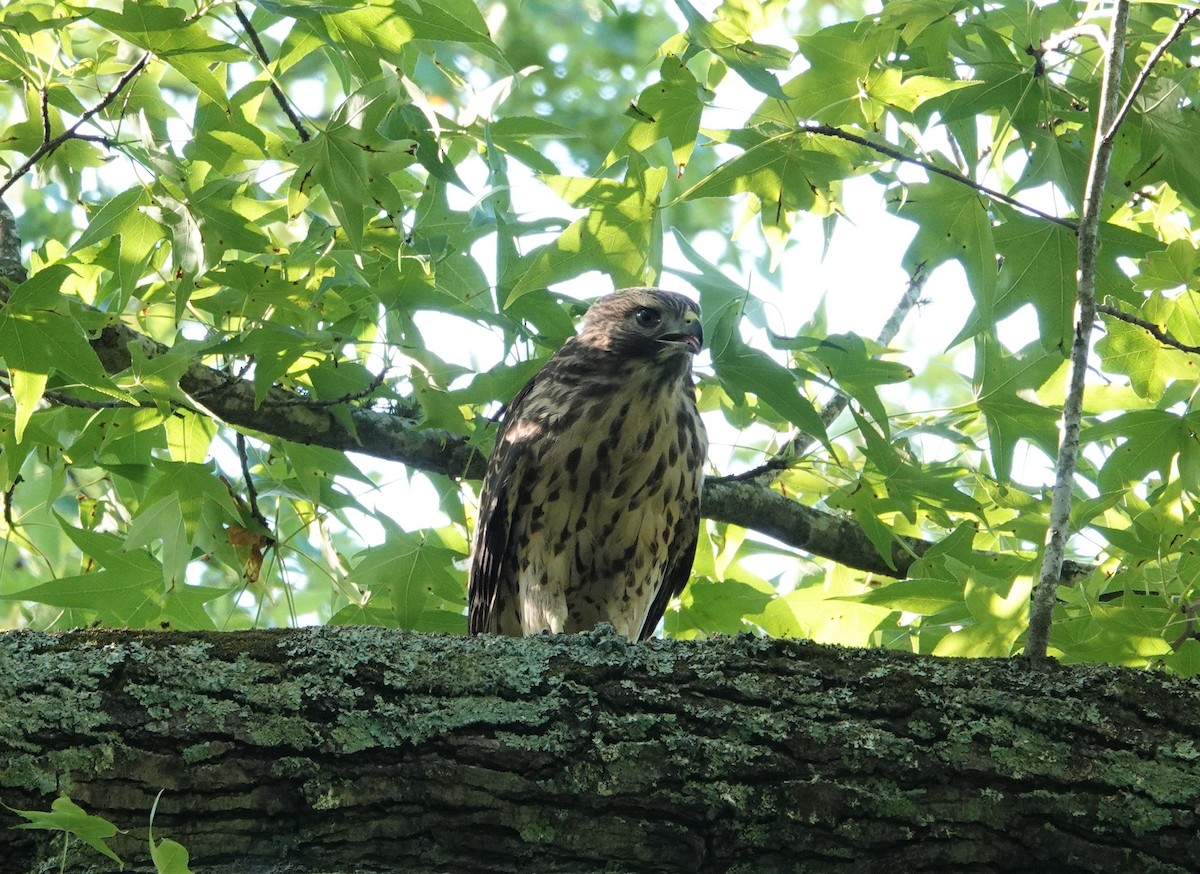 Red-shouldered Hawk - ML580727641