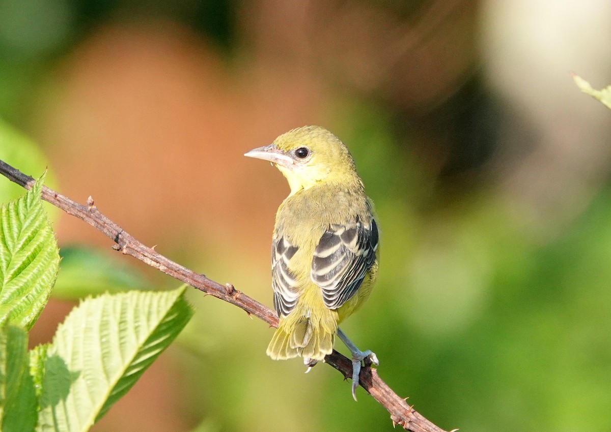 Orchard Oriole - ML580727741