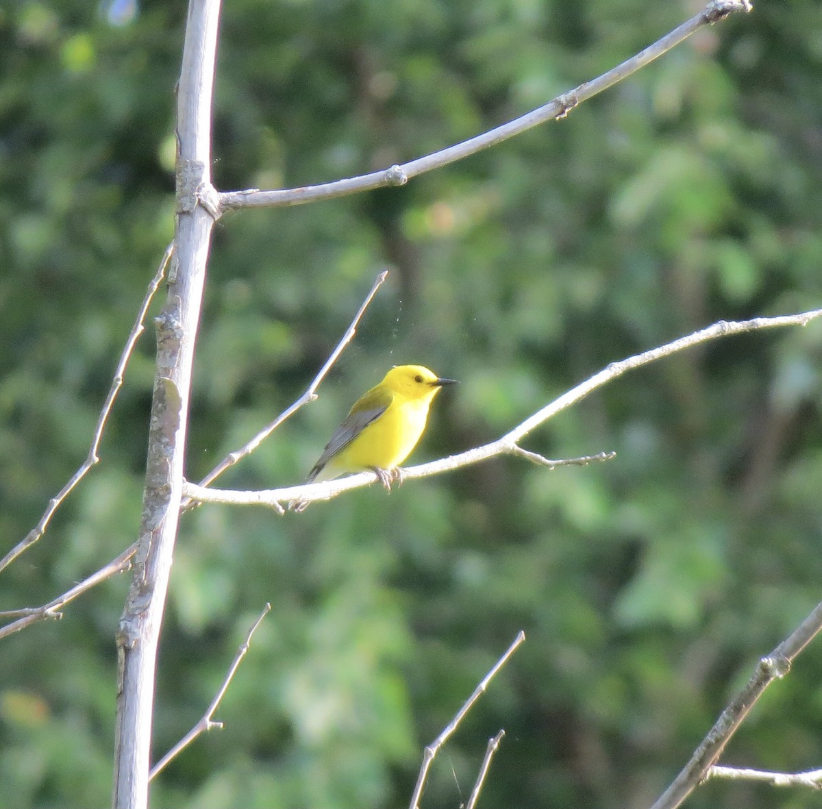 Prothonotary Warbler - ML580729641