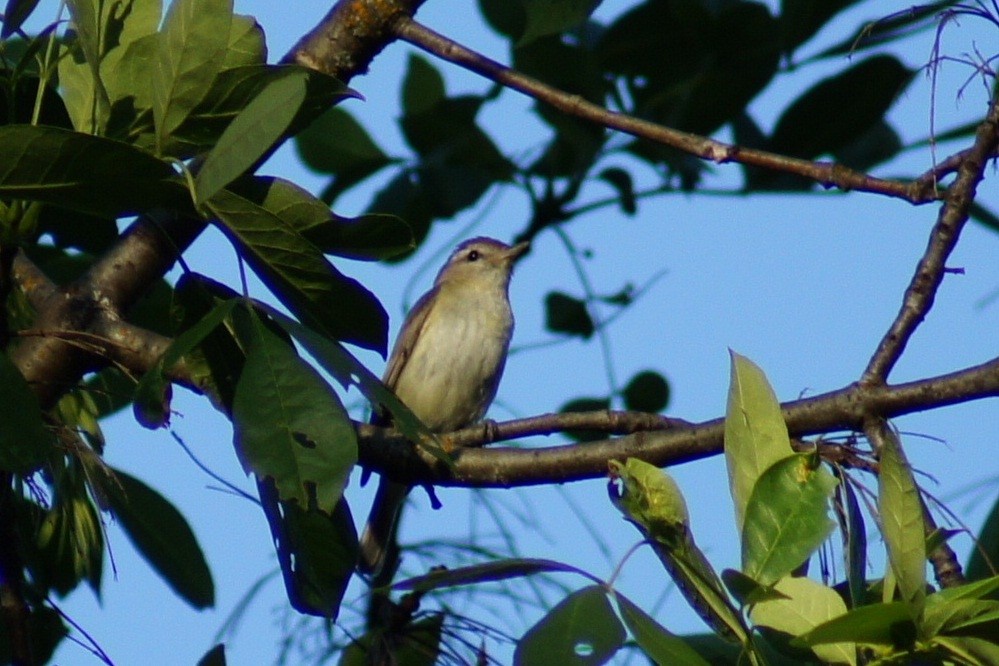 Ötücü Vireo - ML580729741