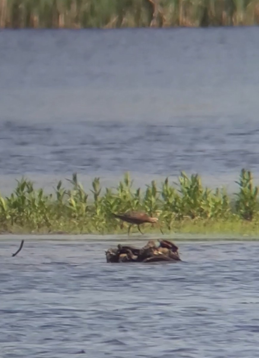 Hudsonian Godwit - ML580730301