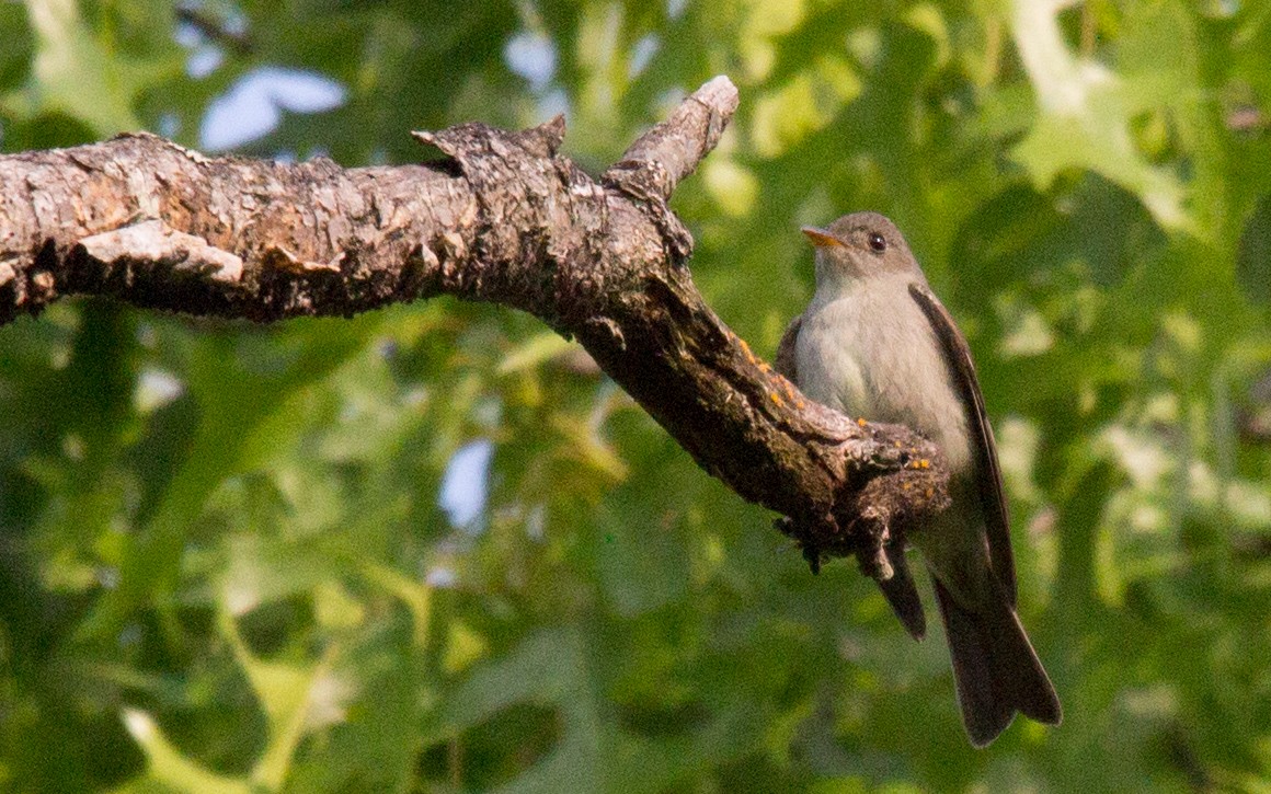 Eastern Wood-Pewee - Anonymous