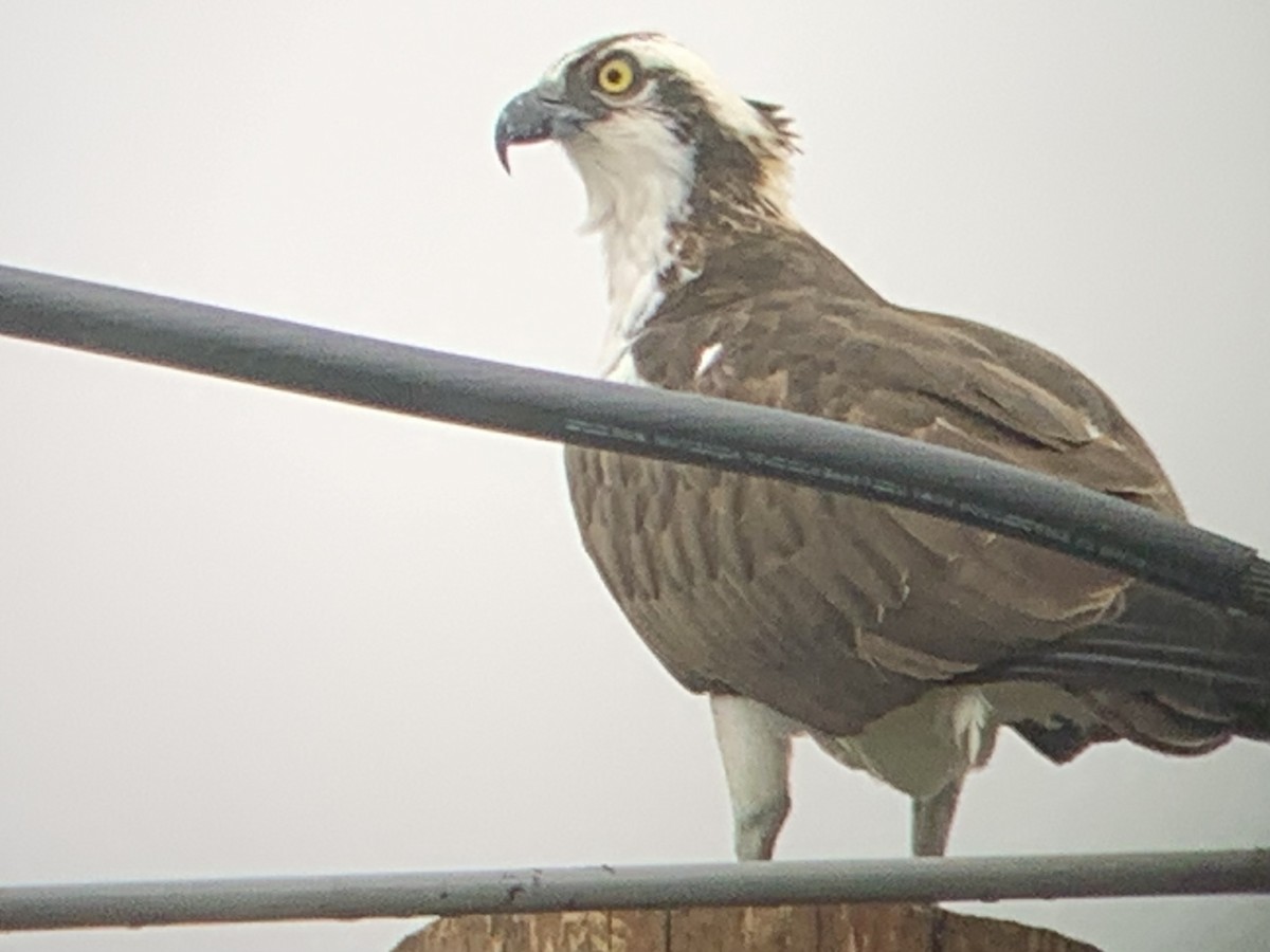 Águila Pescadora - ML580732761