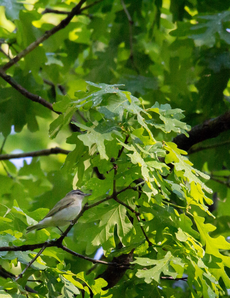 Red-eyed Vireo - ML58073281