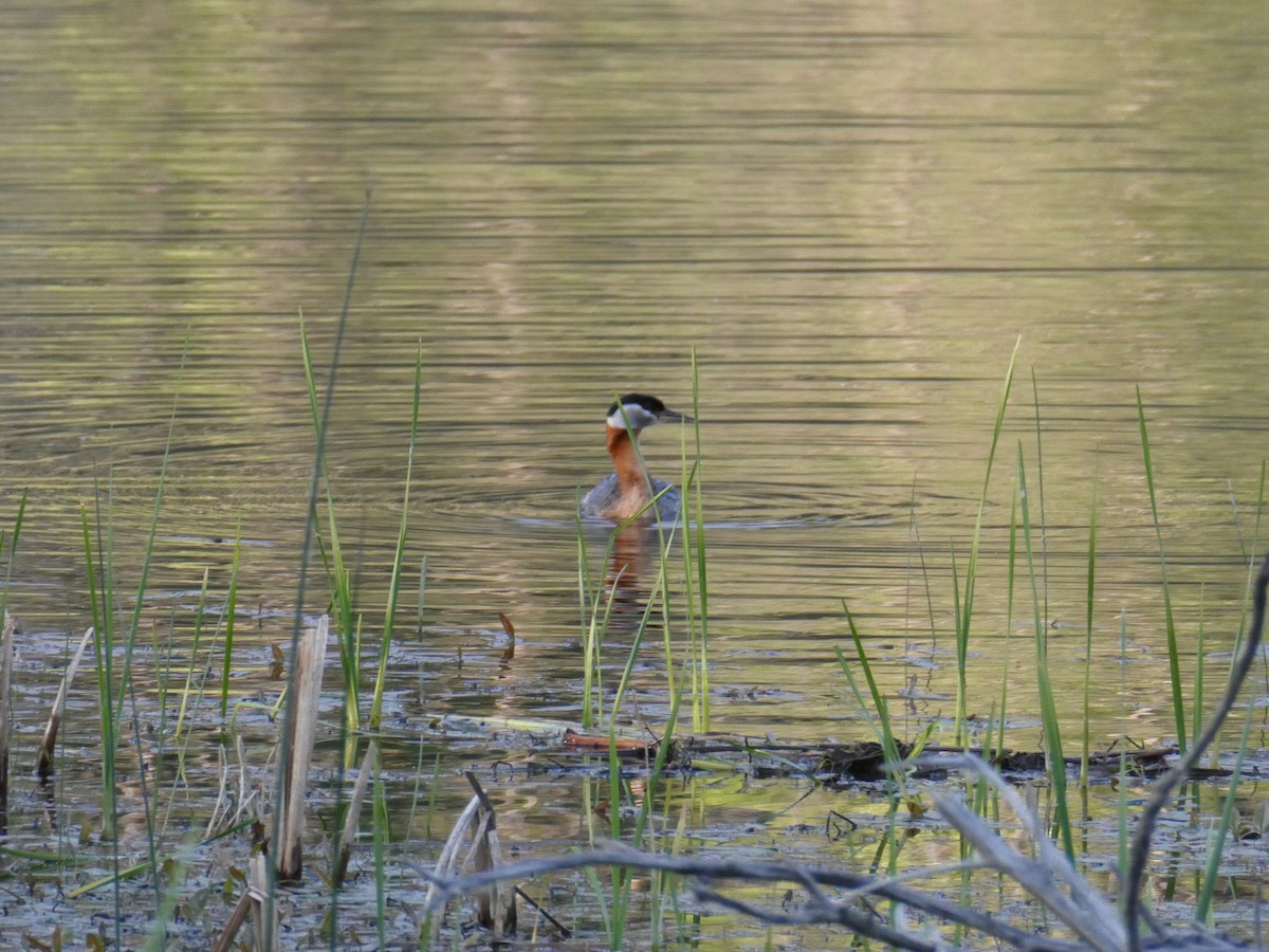 Red-necked Grebe - Nancy Elliot