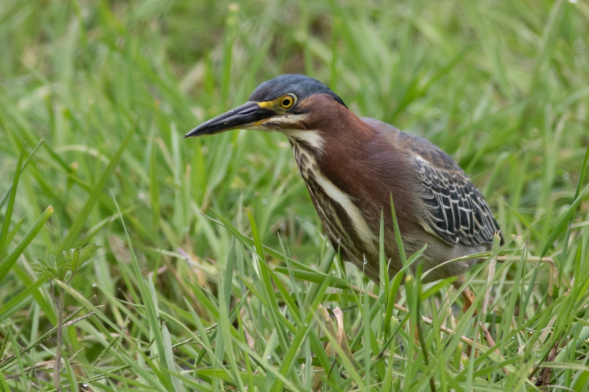 Green Heron - ML580733271