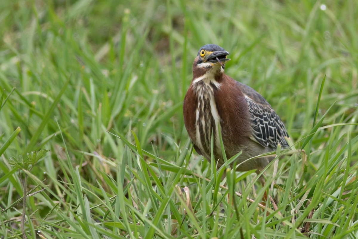 Green Heron - ML580733281