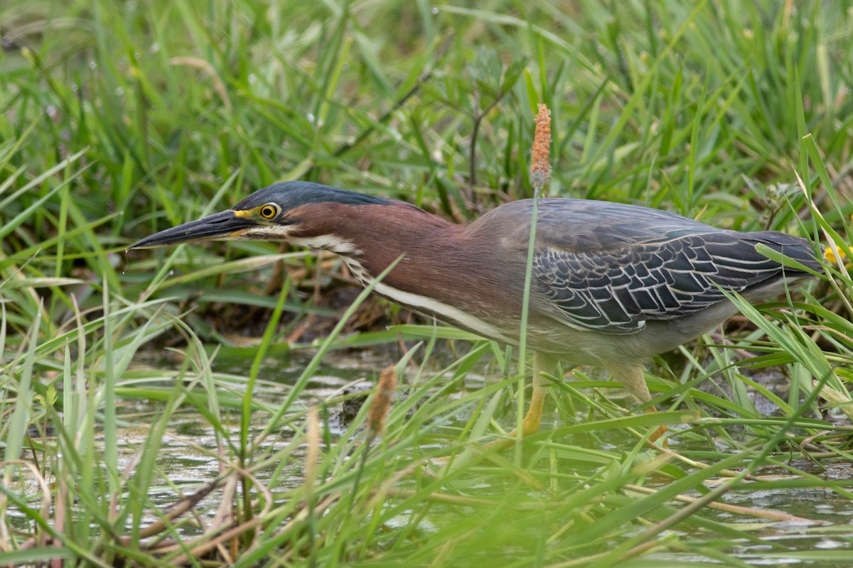 Green Heron - ML580733321