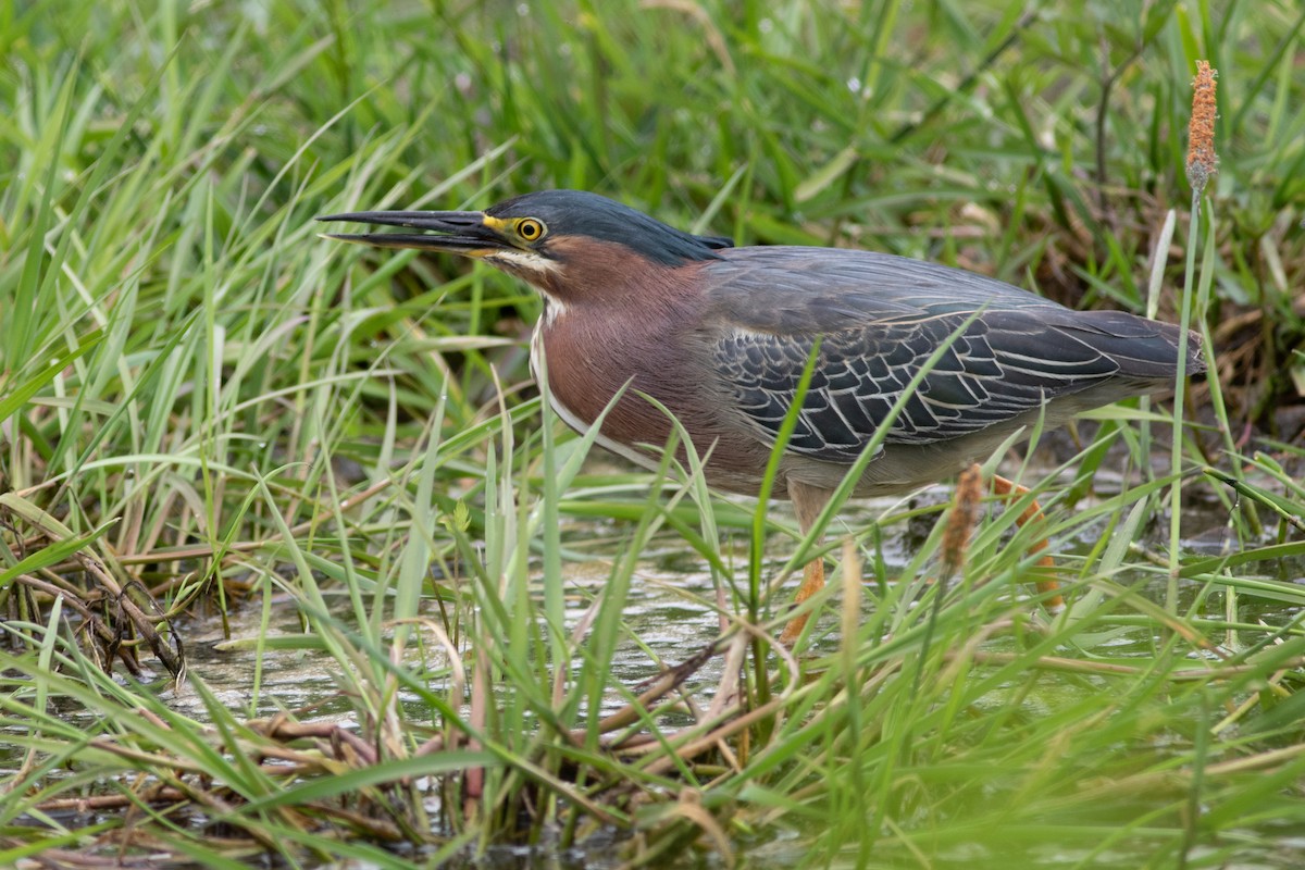 Green Heron - ML580733331