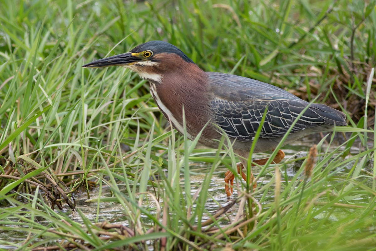 Green Heron - ML580733341