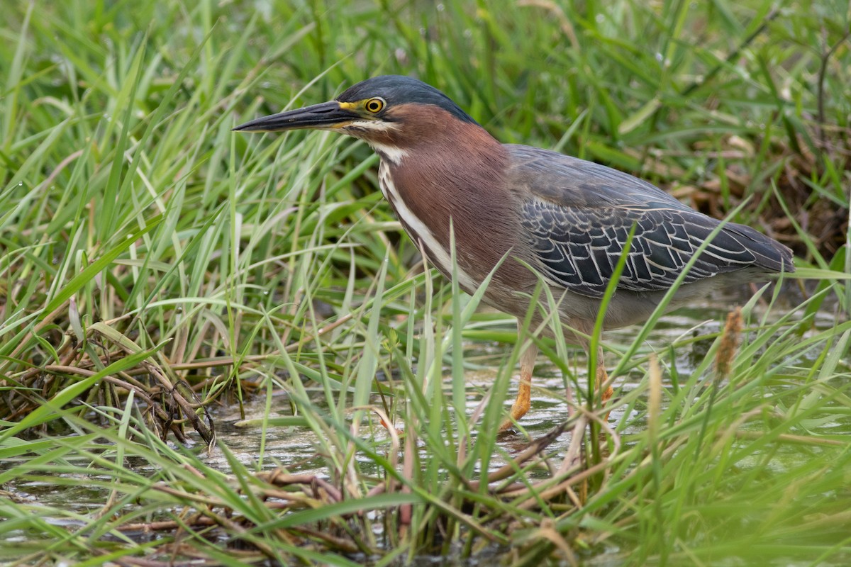 Green Heron - ML580733351