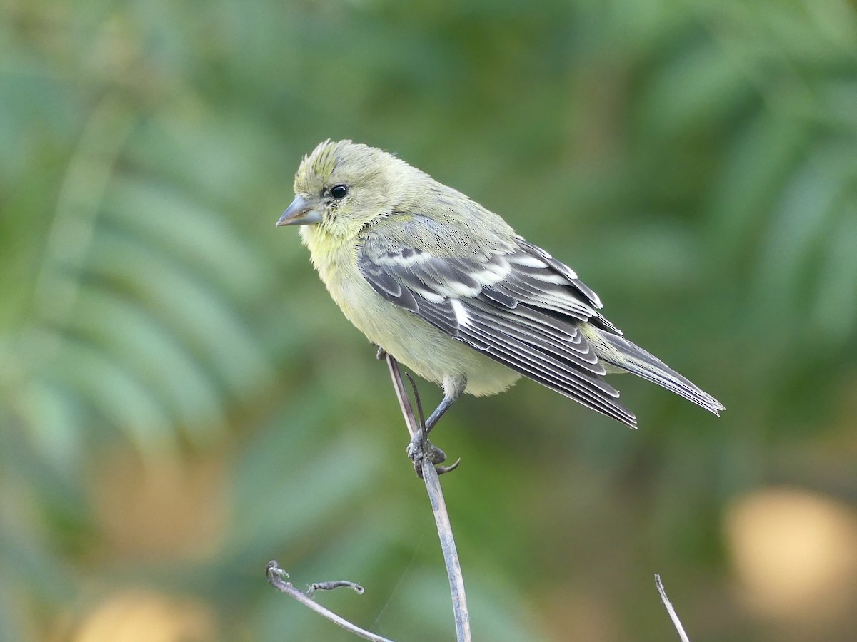 Lesser Goldfinch - ML580733441