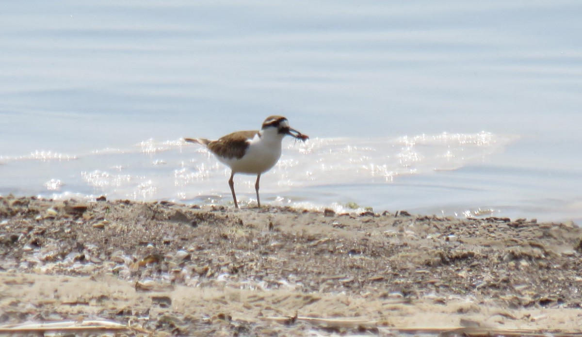 Killdeer - ML580733621