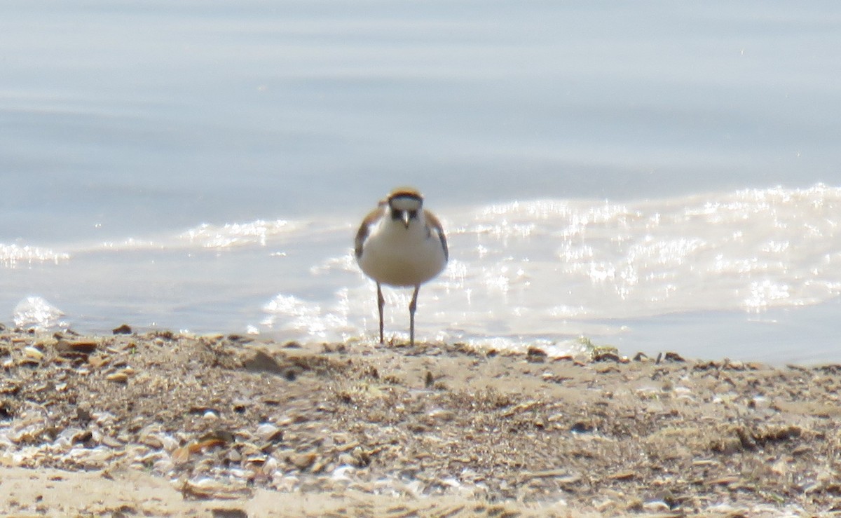 Killdeer - ML580733631