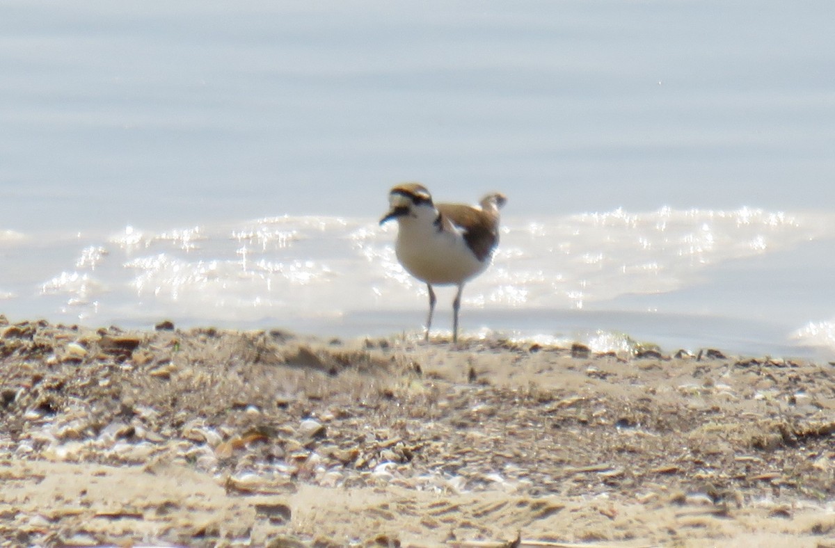 Killdeer - ML580733641