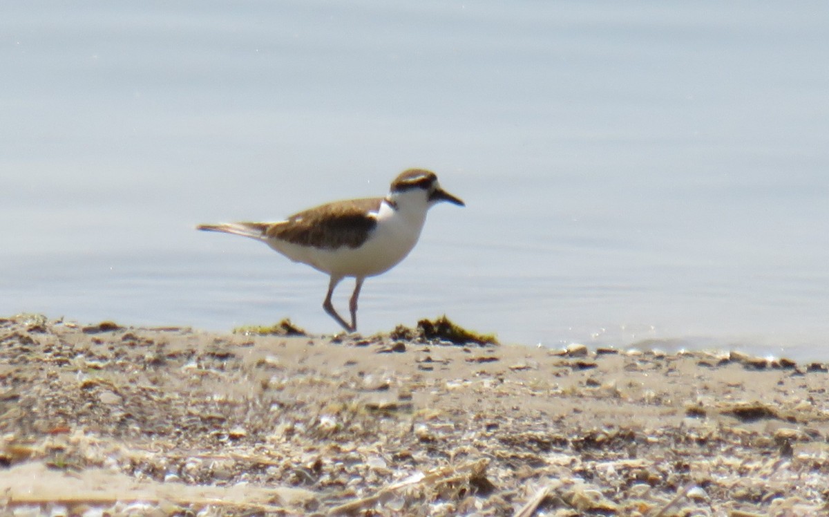 Killdeer - ML580733651
