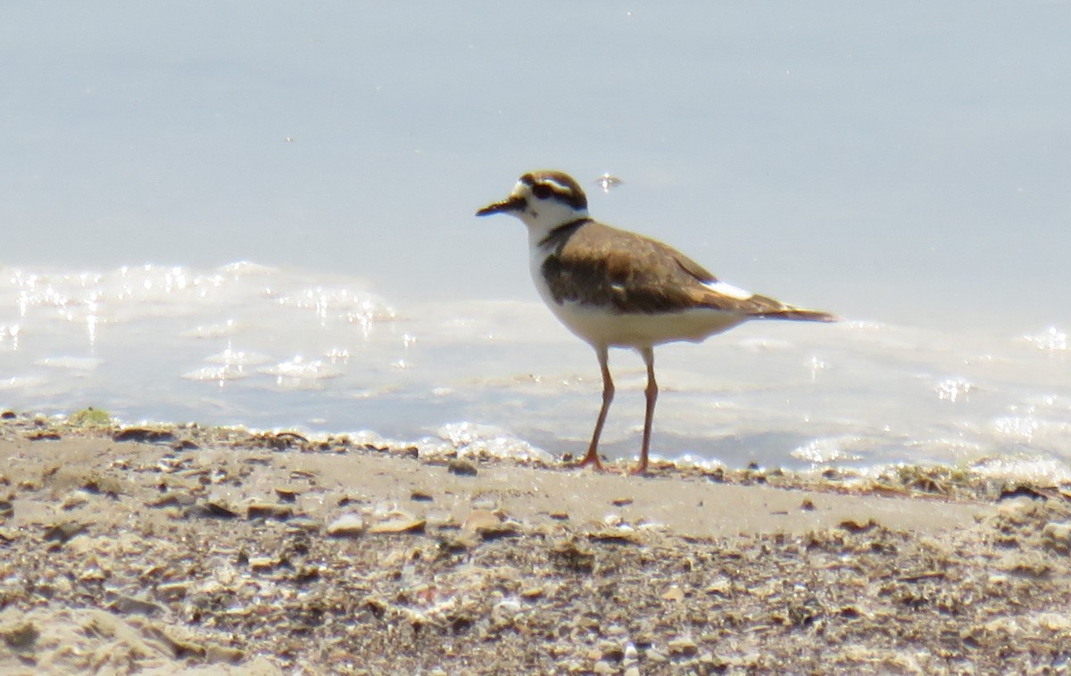 Killdeer - ML580733661
