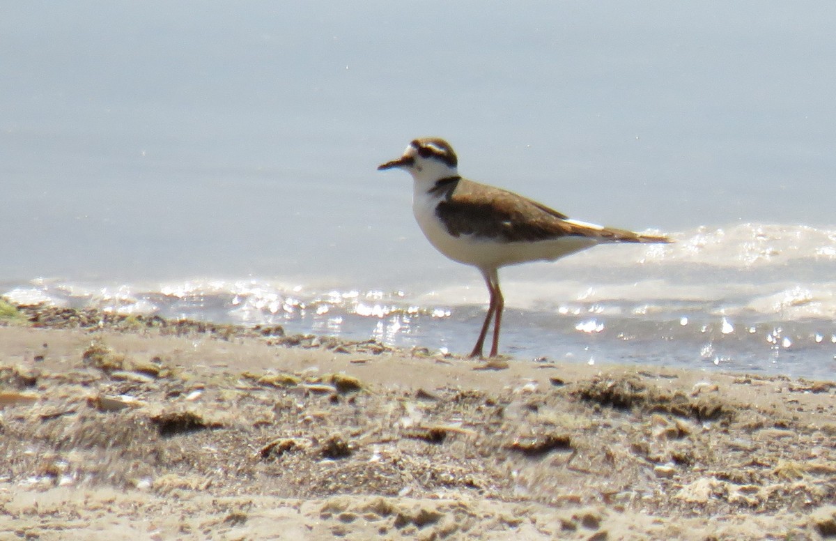 Killdeer - ML580733671