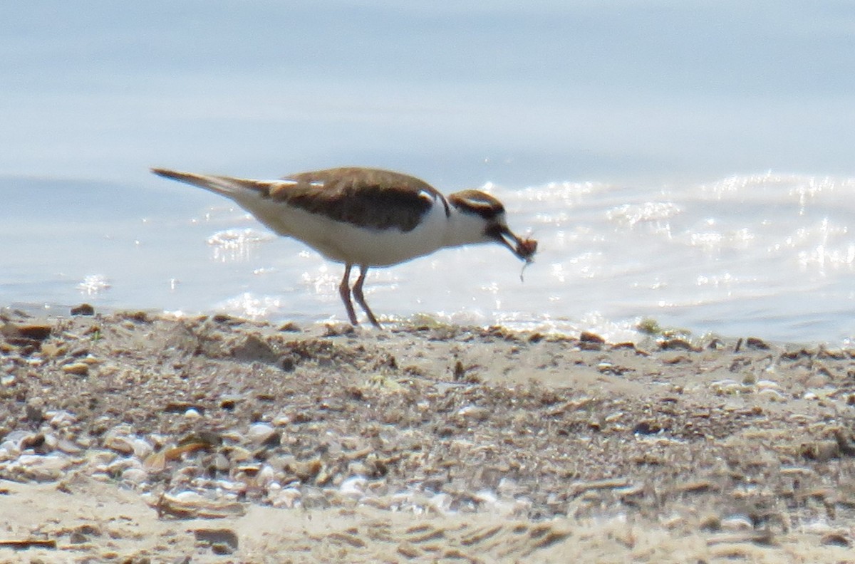 Killdeer - ML580733681