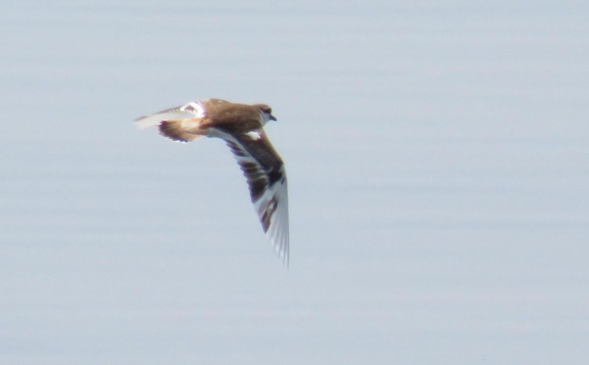 Killdeer - ML580733691
