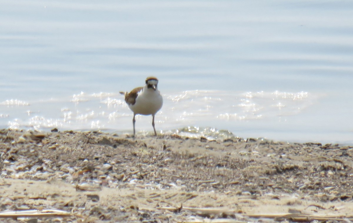 Killdeer - ML580733701