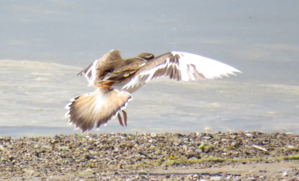 Killdeer - ML580733711