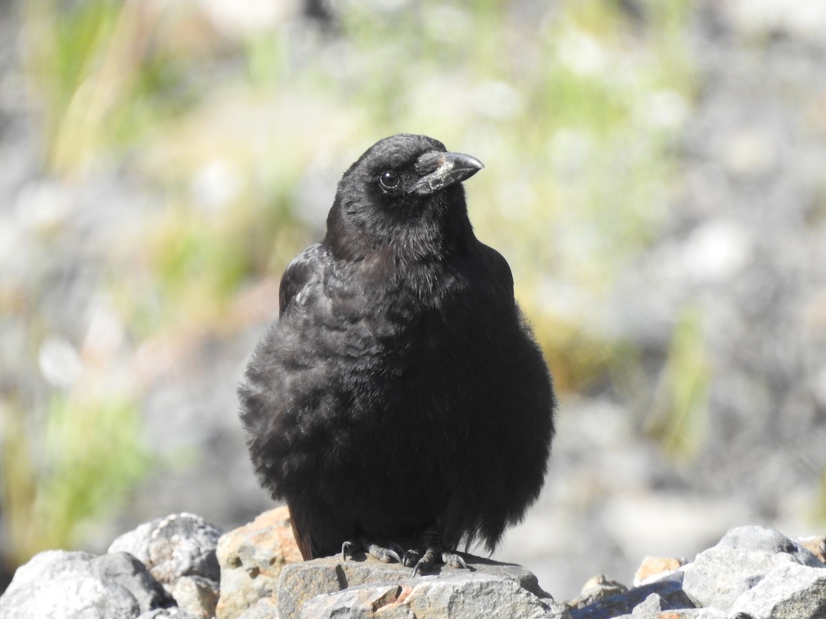 American Crow - ML580734321