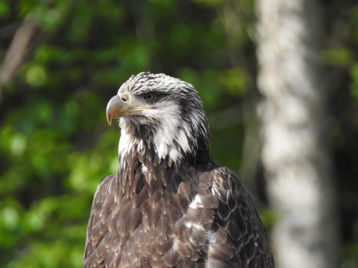 Bald Eagle - ML580734461