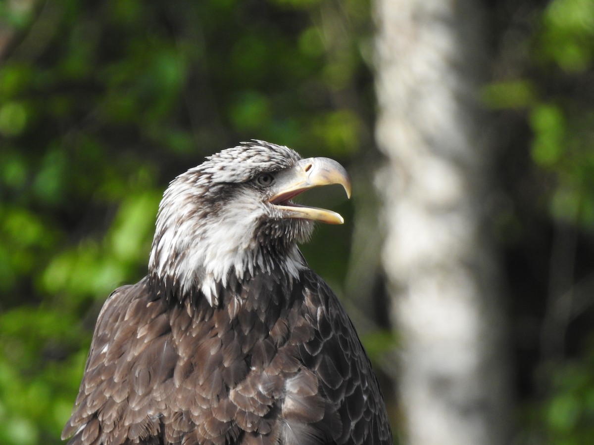 Bald Eagle - ML580734491